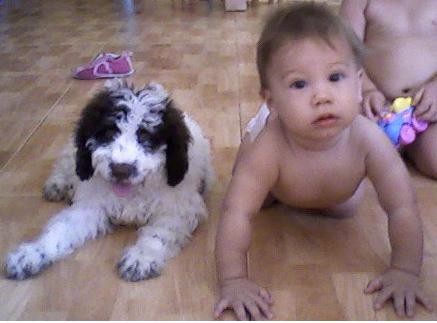 los dos cachorritos de mi casa mi perra de aguas española y mi hijo los dos cachorritos de mi casa mi perra de aguas española y mi hijo