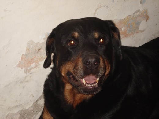 Mi hermano de la vida Mi hermano de la vida