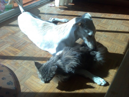 aqui teneis a mi gata MAINECOON  y mi galga preciosa
