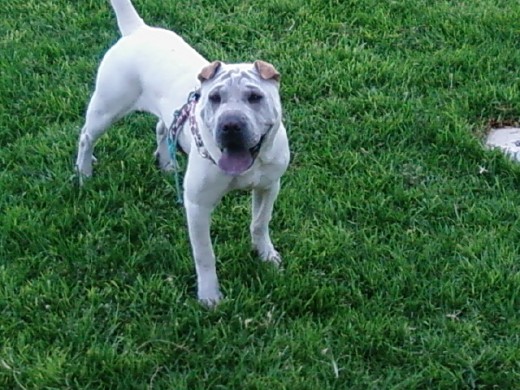 hola m llamo mara,soy un shar pei,tengo 15 mesesy soy muy buena