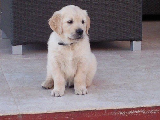 Soy Luke,nací el 15 de junio y soy un poco travieso,pero  es normal no llego a 2 meses...