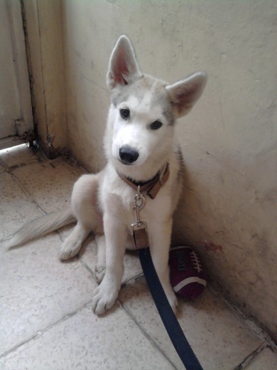 perro robado de su casa
q  pena era el mejor