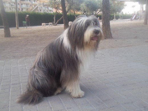 aqui estoy en mi parque favorito de Valencia donde me da la sombrita en verano.