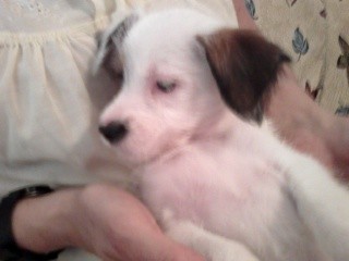 este es wili un perrito que me regalo una protectora estaba en muy malas condiciones y la verda que es muy lindo y cariñoso este es wili un perrito que me regalo una protectora estaba en muy malas condiciones y la verda que es muy lindo y cariñoso