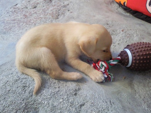 luna jugando