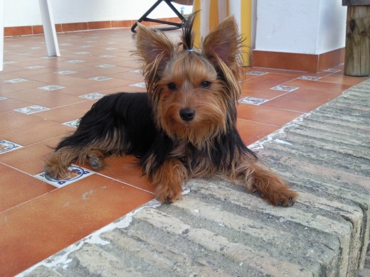 Noa  en la playa