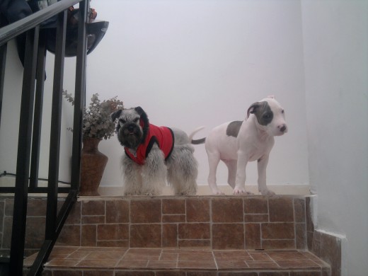 Mis Hermosos Perros!!