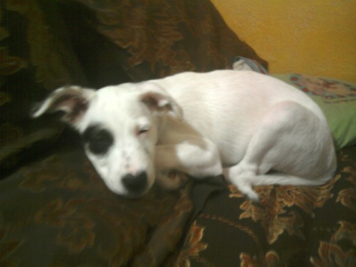 SOÑANDO CON ALGO LINDO