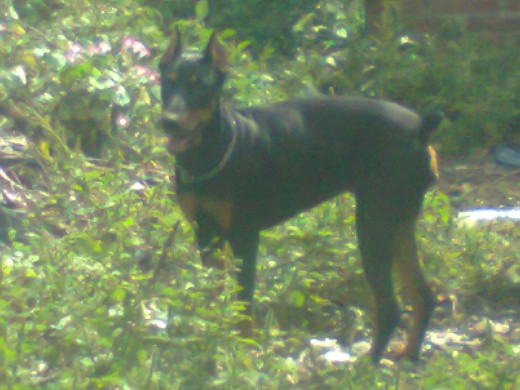 Mi hija llamada saski