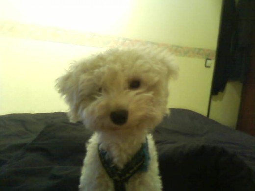 ULi es un perrito muy cariñoso, jugeton,y a vezes depende de la persona tiene algo de miedo..