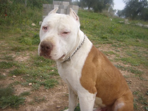 A mi fiel amigo ke siempre kerre y nunca le olvidare... A mi fiel amigo ke siempre kerre y nunca le olvidare...