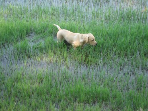 Olisqueando el terreno.........