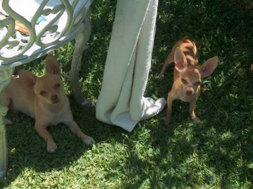 MIS BISBOS