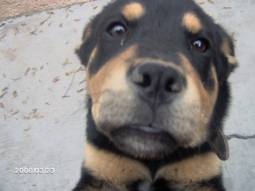 el shemper de cachorrito 