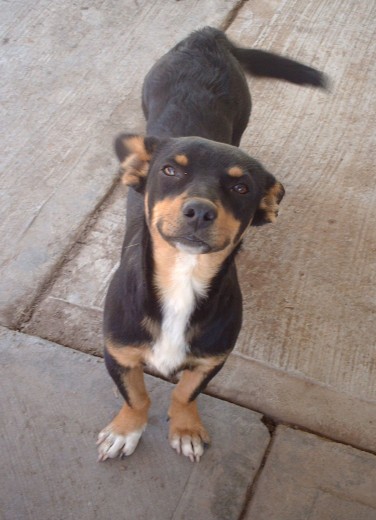 la cara amable y feliz del chaparrito, lo amamos!!! la cara amable y feliz del chaparrito, lo amamos!!!