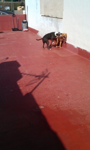 Mis pit jugando