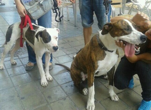 Padre y madre de furia pitbull y dogo argentino con pitbull