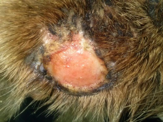 Buenas,
Soy nueva en esto por lo que perdonar de antemano si no lo hago bien.
Tenemos un mastín de 5 años que lleva casi un año y medio con una lesión en una pata, no sabemos cómo se la hizo. Es una especie de herpes que a veces mejora un poco pero otras veces empeora y se le expande más. Le han visitado tres veterinarios y le hemos realizado cien mil tratamientos, algunos comprados y otros remedios que nos dicen pero no mejora la herida, nunca se cura del todo y le vuelve a remitir al poco tiempo. Le debe picar mucho ya que está continuamente lamiéndose la pata, le hemos puesto corticoides pero nada. Le hemos tapado la pata, le hemos puesto caperuzo en la cabeza para que no pueda lamerse le hemos realizado radiografía por si tenía algo clavado pero....no conseguimos nada!!! Estamos desesperados y nos da mucha pena ya que no corre como antes y siempre está un poco triste.
Por favor, ¿alguien nos puede ayudar?, a alguien le ha pasado? .....
Millones de gracias!!!
Noelia
Buenas,
Soy nueva en esto por lo que perdonar de antemano si no lo hago bien.
Tenemos un mastín de 5 años que lleva casi un año y medio con una lesión en una pata, no sabemos cómo se la hizo. Es una especie de herpes que a veces mejora un poco pero otras veces empeora y se le expande más. Le han visitado tres veterinarios y le hemos realizado cien mil tratamientos, algunos comprados y otros remedios que nos dicen pero no mejora la herida, nunca se cura del todo y le vuelve a remitir al poco tiempo. Le debe picar mucho ya que está continuamente lamiéndose la pata, le hemos puesto corticoides pero nada. Le hemos tapado la pata, le hemos puesto caperuzo en la cabeza para que no pueda lamerse le hemos realizado radiografía por si tenía algo clavado pero....no conseguimos nada!!! Estamos desesperados y nos da mucha pena ya que no corre como antes y siempre está un poco triste.
Por favor, ¿alguien nos puede ayudar?, a alguien le ha pasado? .....
Millones de gracias!!!
Noelia