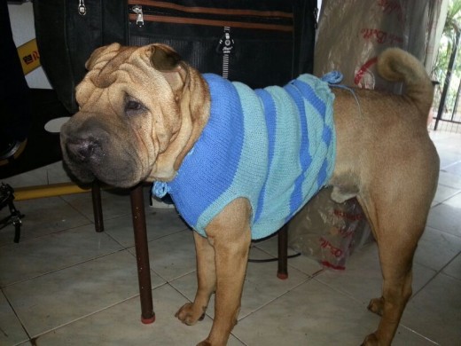 ETHAN. SHAR PEI MACHO. 3 AÑOS Y 4 MESES