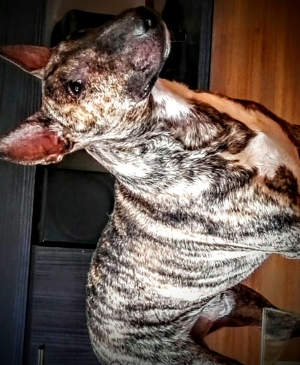 Primera camada estándar con mini bull terrier 2017 marzo https://www.facebook.com/danaycampeonytrufa/ nombre campeon Primera camada estándar con mini bull terrier 2017 marzo https://www.facebook.com/danaycampeonytrufa/ nombre campeon