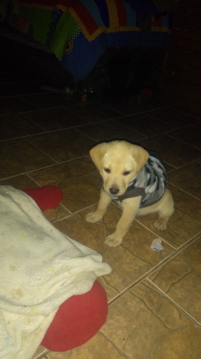 Cachorro de 2 meses