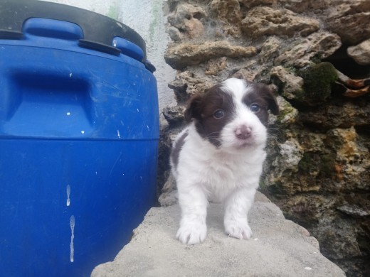 La foto que enviaron antes de la adopción