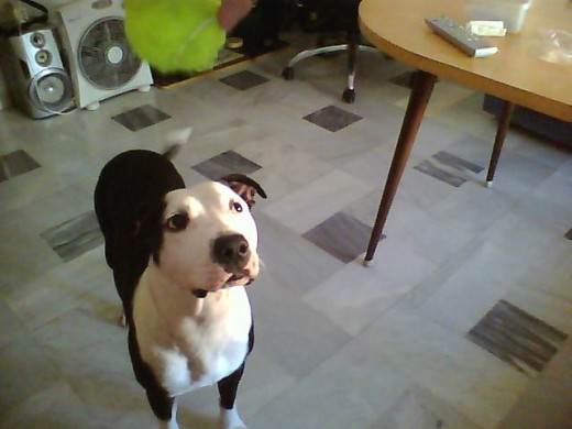 luna pendiente de su pelota 