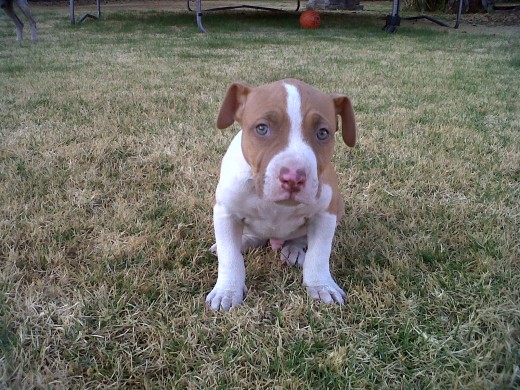 BRAD PIT BULL. CREO QUE ES UN AMERICAN PIT BULL TERRIER, SIN EMBAR NO LO SE CON CERTEZA ESPERO QUE ALGUIEN ME AYUDE A ACLARARLO. 