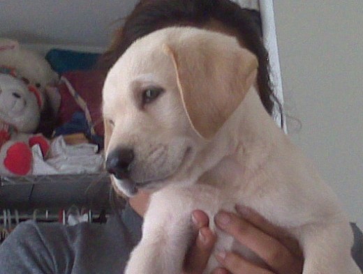 byron llego un 14 de febrero a nuestras vidas y a su nueva casa, recien llego era un bebe muy tranquilo y dormilon, pero una vez que entro entro en confianza ya no paro de jugar y ser una de las 4 alegrias de nuestras vidas, byron es un niño muy cariñoso, jugueton y sentimental......
byron ademas de todo lo dicho, es un muchachito muy banidoso, no para de verse en el espejo y admirarse, solo basta con decirle foto y toma todas las posiciones que el quiera.... byron llego un 14 de febrero a nuestras vidas y a su nueva casa, recien llego era un bebe muy tranquilo y dormilon, pero una vez que entro entro en confianza ya no paro de jugar y ser una de las 4 alegrias de nuestras vidas, byron es un niño muy cariñoso, jugueton y sentimental......
byron ademas de todo lo dicho, es un muchachito muy banidoso, no para de verse en el espejo y admirarse, solo basta con decirle foto y toma todas las posiciones que el quiera....