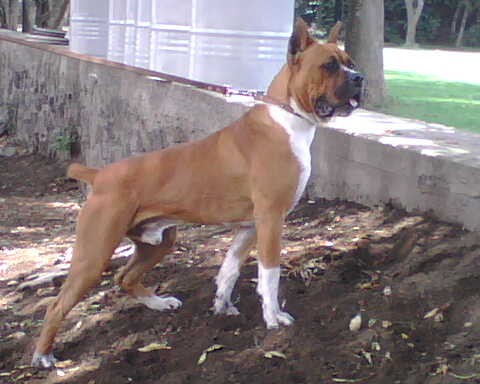 En la canofila En la canofila