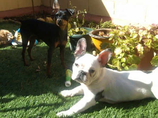 BULLDOG !PUMBA!
MINI PINSHER !ROMEO!
BUSCAN NOVIA!!!! BULLDOG !PUMBA!
MINI PINSHER !ROMEO!
BUSCAN NOVIA!!!!