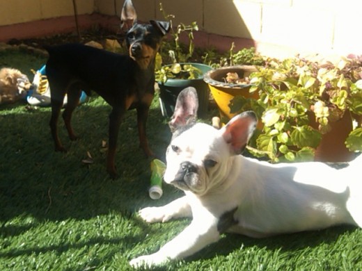  BULLDOG !PUMBA!
MINI PINSHER !ROMEO!

BUSCAN NOVIA!!!!