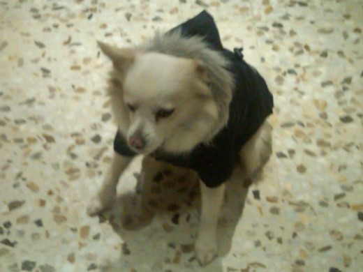 Su primer dia con chaleco (esta espataada jajaja) Su primer dia con chaleco (esta espataada jajaja)