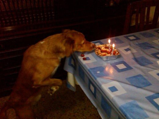 el 12 de enero de 2010 cumplio 2 años y soplo su belas