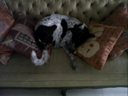 Mimiendo en el sofa