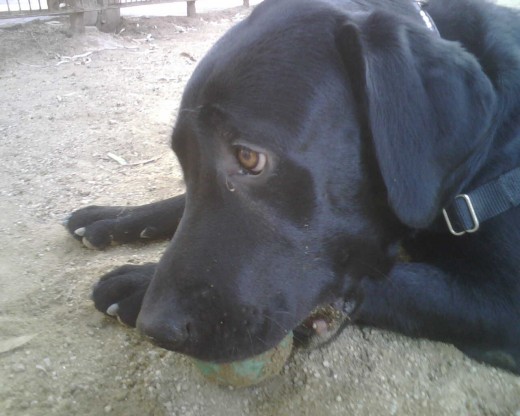 CON SU PELOTA