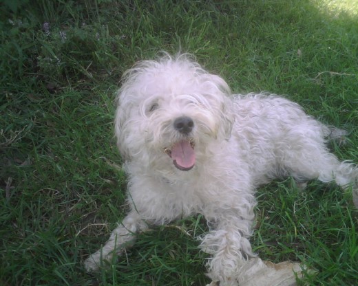 Bueno esta es Lúa mirando a la cámara, tirada en el campo con un palito con el que estaba jugando y quitándoselo, por no variar a Hades.