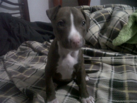 MI PERRA ZUKY APBT red nose de 2 mess