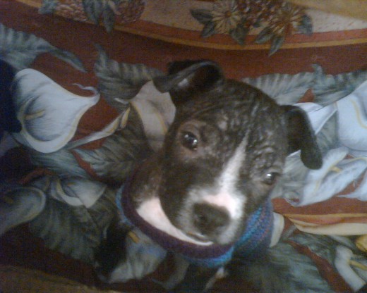 ES UNA AMERICAN PITBULL TERRIEr LA MAS NOBLE QUE JUEGA CON TODOS LOS NIÑOS MUY FIEL Y UNA MUY BUENA NINA. MILLY
TENIA 1MES Y MEDIO, y un madito veterinario de morelia mich, en la salida salamanca la primera que esta,a mano derecha (entrando a morelia) fue el causante de esta enfermedad, que le duro mas de 1 un mes, sarna por la mala igiene que tiene, jamas lleven a sus perros hay por favor. la mejor de morelia se llama LA MASCOTA en la col dr miguel silva.con el MVZ Alfredo Andrade C. Tel 3-12-73-75 ES UNA AMERICAN PITBULL TERRIEr LA MAS NOBLE QUE JUEGA CON TODOS LOS NIÑOS MUY FIEL Y UNA MUY BUENA NINA. MILLY
TENIA 1MES Y MEDIO, y un madito veterinario de morelia mich, en la salida salamanca la primera que esta,a mano derecha (entrando a morelia) fue el causante de esta enfermedad, que le duro mas de 1 un mes, sarna por la mala igiene que tiene, jamas lleven a sus perros hay por favor. la mejor de morelia se llama LA MASCOTA en la col dr miguel silva.con el MVZ Alfredo Andrade C. Tel 3-12-73-75