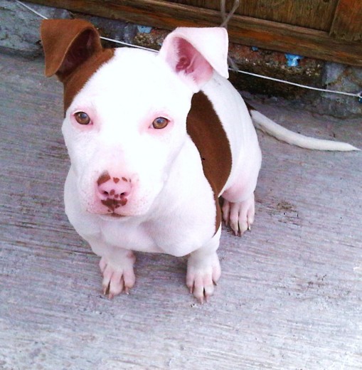 es una Mexicana Pitbull Terrier red nose :3