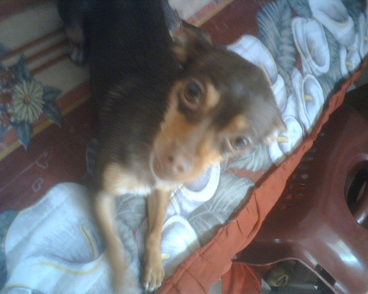 Una foto por fa