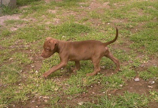 ahi tenía dos meses y fué su primer paseo