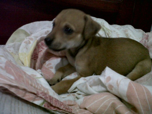 chiquitina recien adoptada de la calle