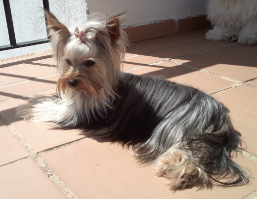 polly tomando el sol