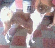 hola me gustaria saber que raza es mi perro tiene dos años y es peludo y su cola es en forma de espiral hocico largo y orejas pequeñas y levantadas hola me gustaria saber que raza es mi perro tiene dos años y es peludo y su cola es en forma de espiral hocico largo y orejas pequeñas y levantadas