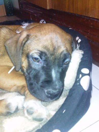 kiero saber si es una pit bull kiero saber si es una pit bull
