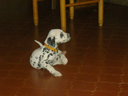 Foto 01