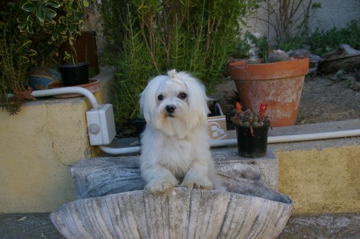 Talismán de la Hangarilla www.mascotasreales.com
