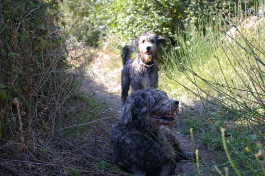 Los dos peludos!