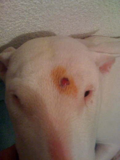 En menos de 2 semanas mi Bull terrier a sufrido una mutacion del Bulto, la crema no sirve de nada. Opto por yevarlo a la semana i media de la aparicion de un simple granito sin mas.. en un orificio en carne viva de mas de 1 cm y medio de diametro. con visibilidad de infeccion al rededor, pienso lo peor, puede que sea un Carcinoma de células escamosas: 
Frecuente en perro y gato.Comun en gatos blancos o en perros de capa blanca (Dálmata), de vida exterior o bien con despigmentación nasal asociada a LES y otras enfermedades despigmentantes (nariz del Collie). Los tumores de las células escamosasse presentan en áreas de la piel que han estado expuestas al sol, a menudo en la parte superior de la nariz, puntas de las orejas o zonas despigmentadas con poco pelo,ej.zona inguinal. Normalmente solitarios en el perro y en diversas localizaciones; en el gato frecuentemente aparecen en la región facial y pueden ser proliferativos o ulcerativos. La quemadura solar crónica se manifiesta como dermatitis actínica caracterizada por hiperemia, engrosamiento cutáneo y descamación. Este estado es preneoplásico y si la exposición continúa, evoluciona en meses a años al carcinoma in situ y finalmente al carcinoma invasivo. Por lo general, este cáncer aparece como un abultamiento rojizo y duro. A veces el tumor puede tener un aspecto escamoso, o puede sangrar o desarrollar una costra. 
Los tumores de células escamosas pueden diseminarse a los ganglios linfáticos en el área (los ganglios linfáticos son estructuras pequeñas en forma de frijol que se encuentran en todo el cuerpo y cuya función es producir y almacenar células que combaten la infección). Info. sacada de VeterinariosPet.com es la mejor definicion a lo que tiene mi perro, mañana tenemos hora... a ver si no es esto... ojala.